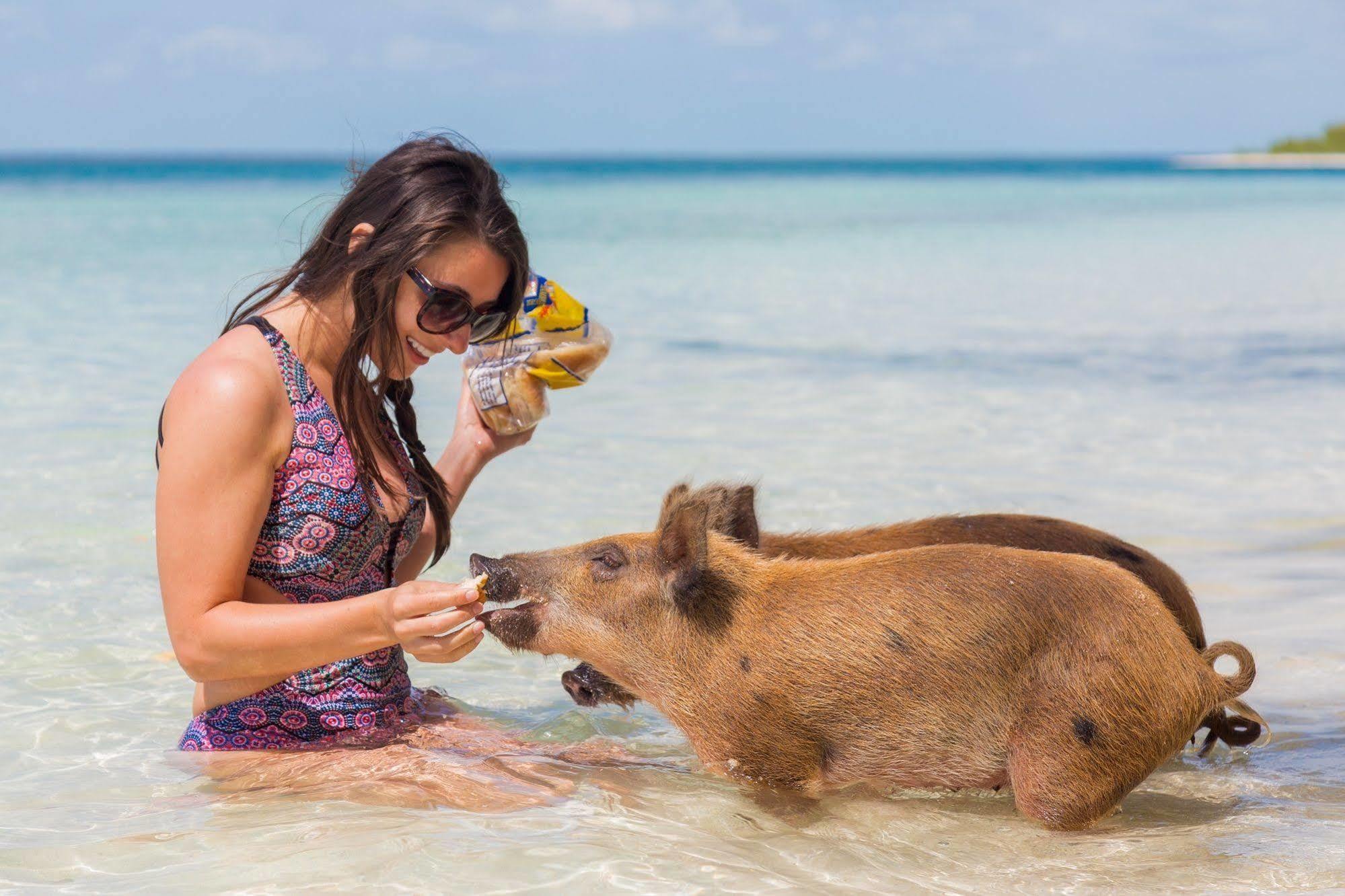 Green Turtle Club Resort & Marina Green Turtle Cay Zewnętrze zdjęcie